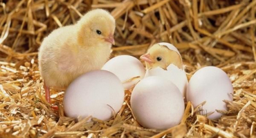 Jak pěstovat kuře z vejce doma, kdy je lepší vylíhnout a pravidla péče